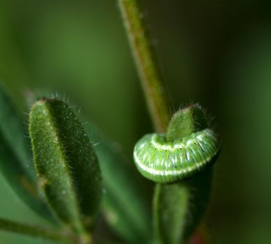 Striped larva a early spring morning close to Castelvetro