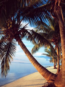 Palm trees hanging over a sandy white beach with stunning blue waters