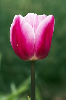 Detail of the spring flower - tulip