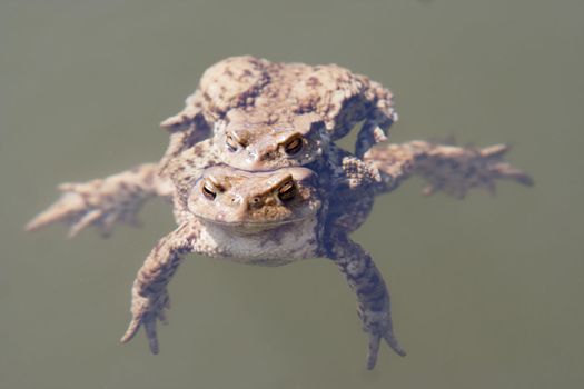 Detail of the toads in water - pairing