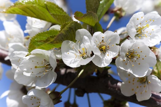 Detail of blooming cherry branch
