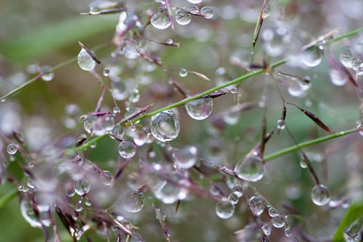 Abstract macro - close-up of the dew drops