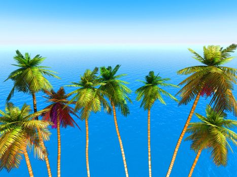 palm on an exotic tropical beach on a background clear sky and blue transparent ocean