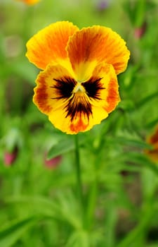 The flower on the background of green grass