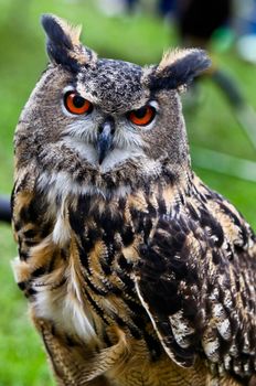Owl portrait