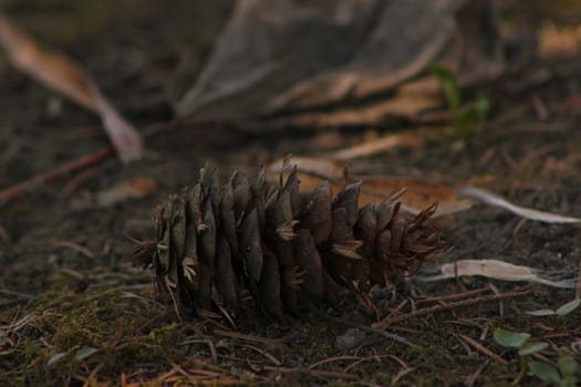 Fir cone and fallen leaf laying on the ground