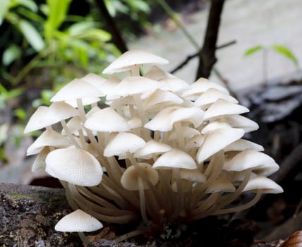 forest mushroom in moss after bir longtime rain 