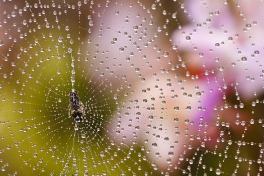 Spider web with water drops in rain forest, Thailand.