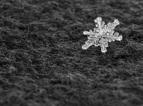 Snowflakes on the background. Close up natural snowflakes