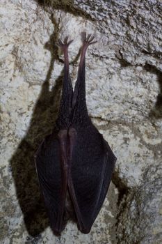 Bat in cave of Romania