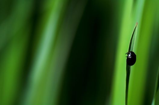 Beetle a spring morning close to Castelvetro, Italy