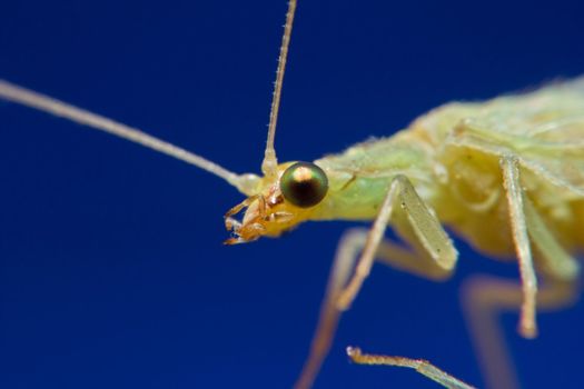 Green Lacewing, Australian Neuroptera, isolated on blue, wingspan 28mm