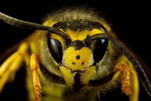 in extreme close up with black background