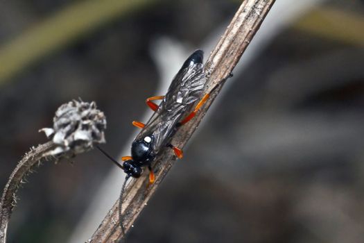 extreme closeup macro, nature life in spring