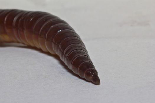 Common garden earth worms