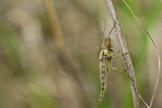 Mosquito in natural habitat