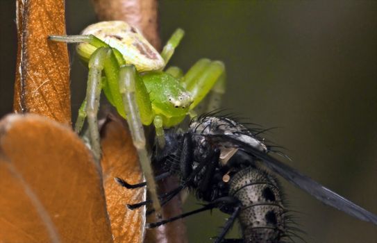 Crab spider (Diaera dorsata)