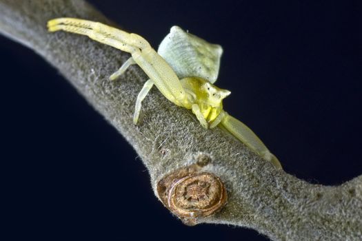 Crab spider (Diaera dorsata)