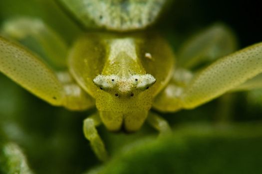 Crab spider (Diaera dorsata) in natural habitat