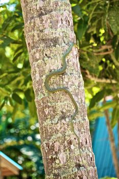 green snake climbing on coconut palm, (chrysopelea ornata)