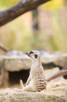meerkat sitting on a ground and looking ahead