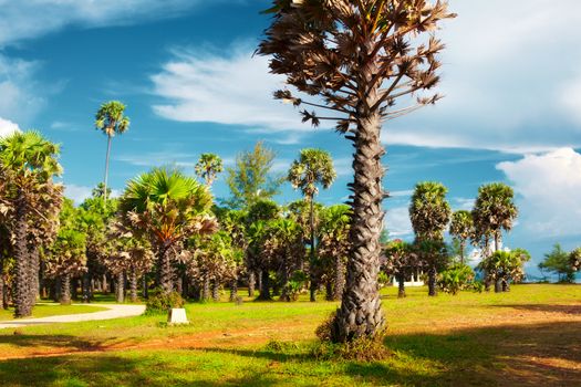 park with palms and road at summer day, Thailand