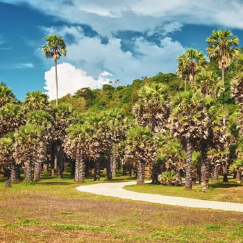 park with palms and road at summer day, Thailand