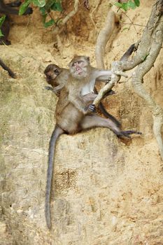 macaque monkey sitting on roots of big tree