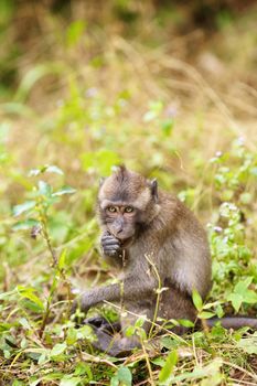 funny macaque monkey sitting and eating grass