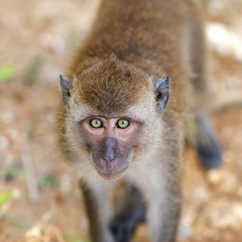 macaque monkey close up, at sunny day