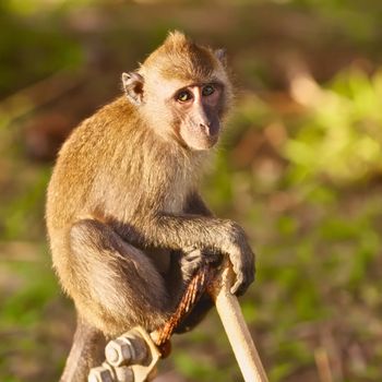 macaque monkey sitting on branch at summer day