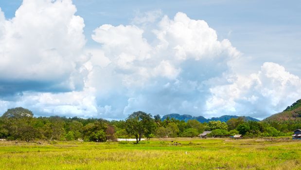 green landscape at summer day in Thailand