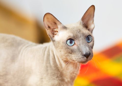 cute hairless oriental cat close up, peterbald