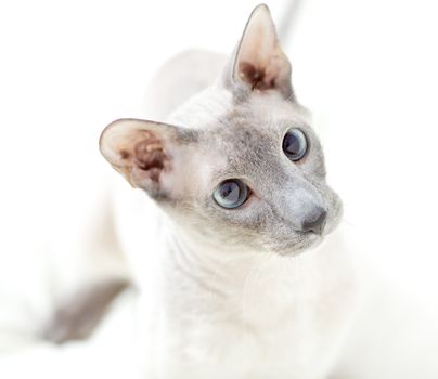 cute hairless oriental cat playing, isolated on white