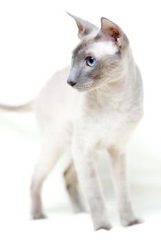 cute hairless oriental cat isolated on white