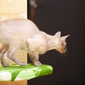 hairless oriental cat, peterbald, ready to jump