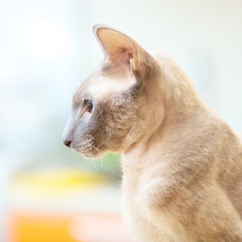 cute hairless oriental cat close up, peterbald