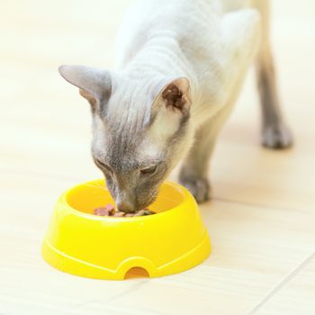 eating hairless oriental cat close up, peterbald