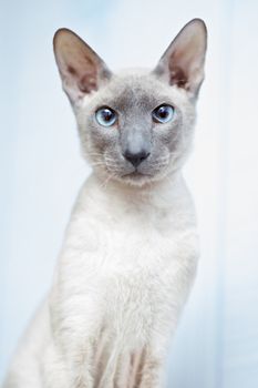 cute hairless oriental cat close up, peterbald