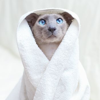 funny hairless oriental cat in towel, peterbald