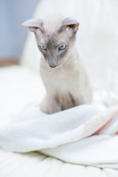 sad hairless oriental cat sitting in towel, peterbald