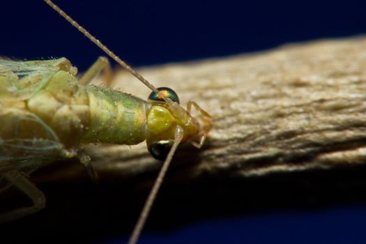 Green Lacewing, Australian Neuroptera, wingspan 28mm