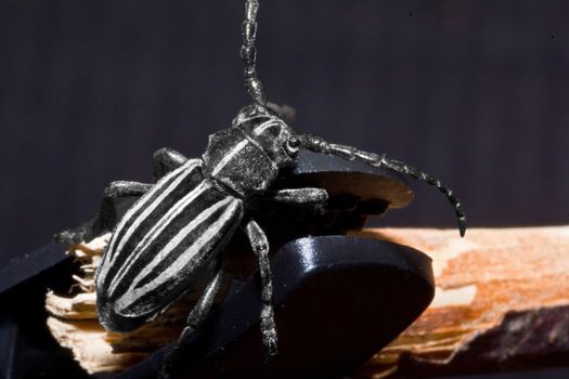 Weaver beetle (Lamia textor) in natural habitat