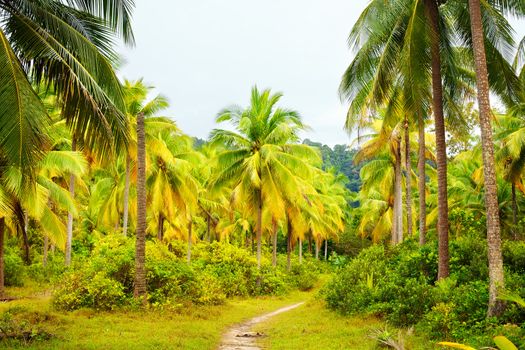 gound road in jungle at summer day, Thailand