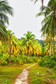 gound road in jungle at summer day, Thailand