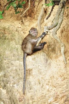 macaque monkey sitting on roots of big tree