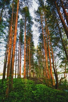 summer pine forest in the early morning