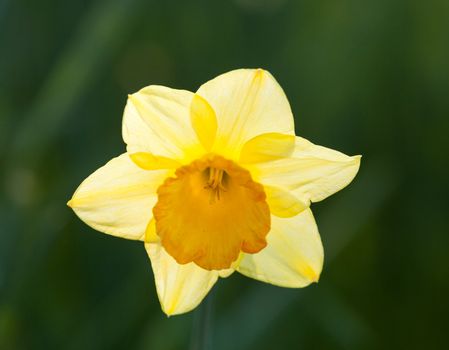 Single yellow daffodil lit from behind with out of focus green background