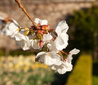 Flowers of cherry blossom tree with the daffodils out of focus behind