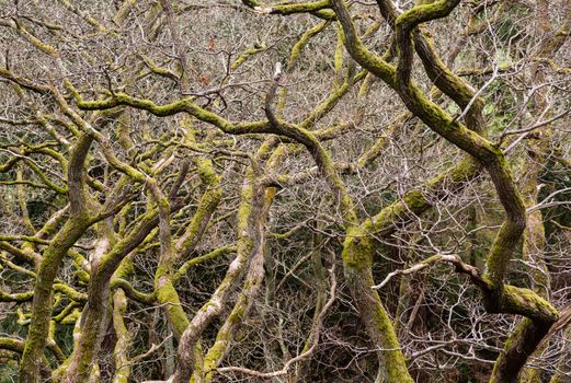 Close up shot of interwoven branches of winter trees
